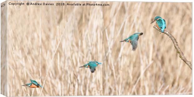 Flight of the Kingfisher Canvas Print by Drew Davies