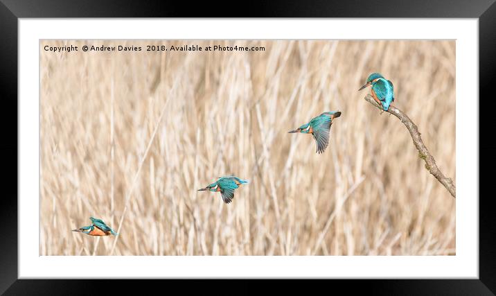Flight of the Kingfisher Framed Mounted Print by Drew Davies