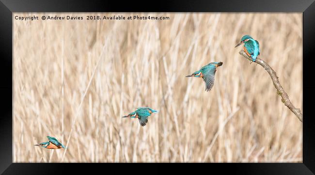 Flight of the Kingfisher Framed Print by Drew Davies