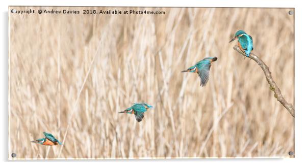 Flight of the Kingfisher Acrylic by Drew Davies