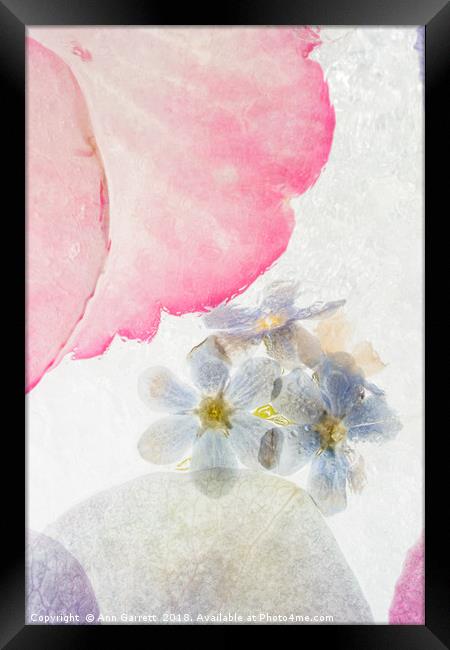 Hydrangea in Ice - 6 Framed Print by Ann Garrett