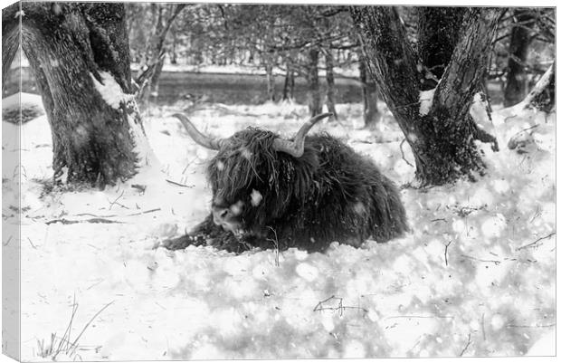 Highland cow in snow in B&W Canvas Print by JC studios LRPS ARPS