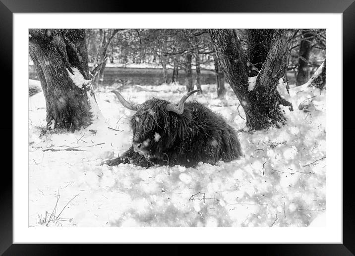 Highland cow in snow in B&W Framed Mounted Print by JC studios LRPS ARPS