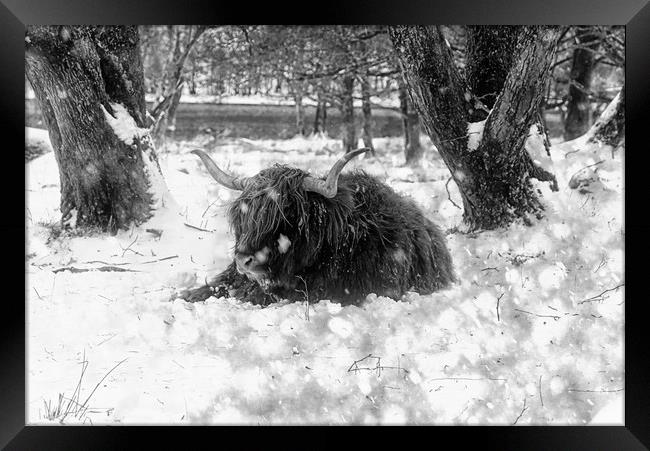 Highland cow in snow in B&W Framed Print by JC studios LRPS ARPS