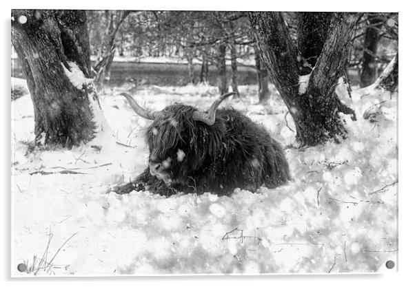 Highland cow in snow in B&W Acrylic by JC studios LRPS ARPS