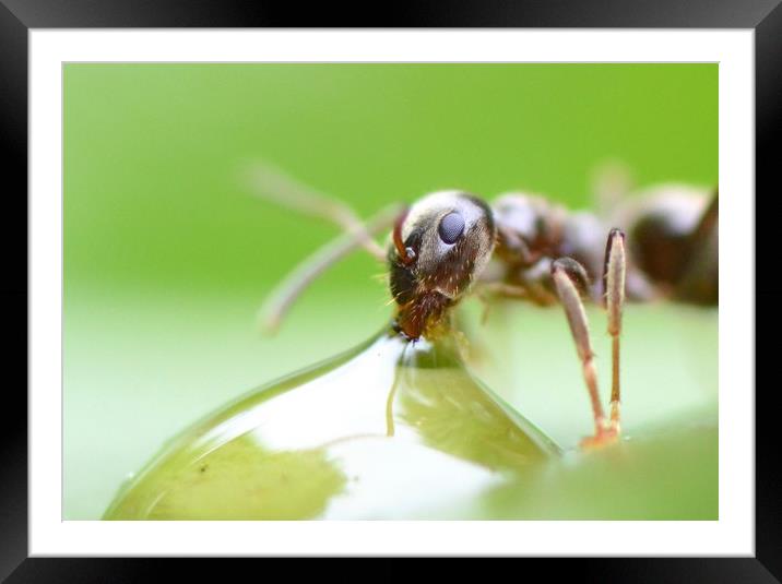 Ant sipping honey Framed Mounted Print by David Neighbour