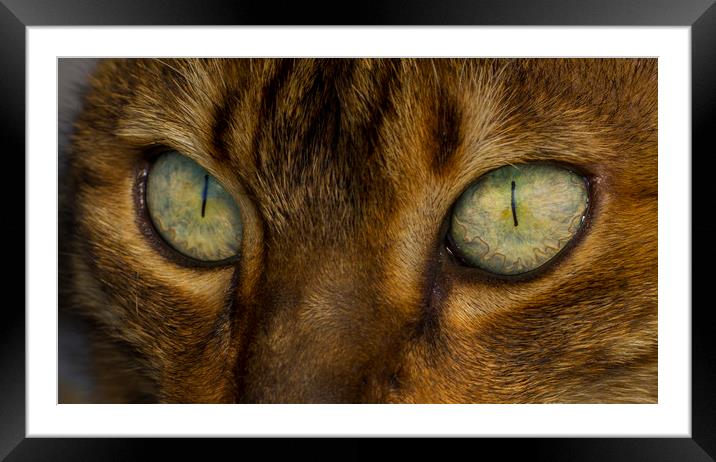 Bengal Eyes Framed Mounted Print by Kelly Bailey