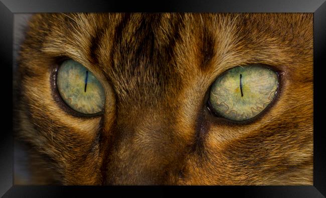 Bengal Eyes Framed Print by Kelly Bailey