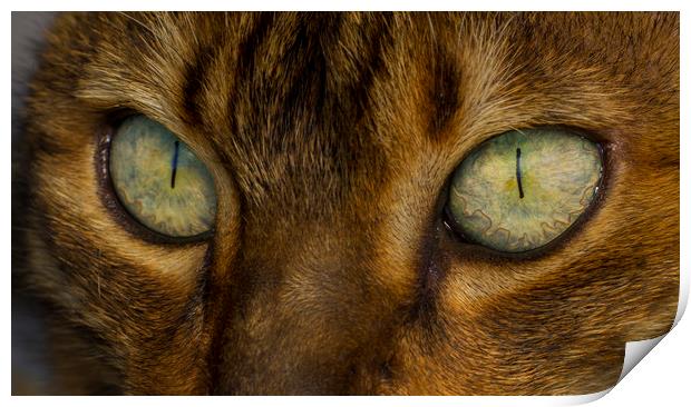 Bengal Eyes Print by Kelly Bailey