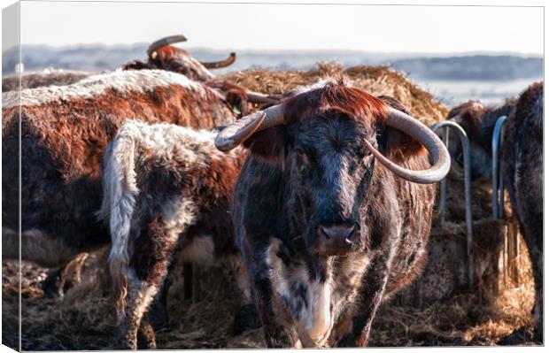 English Longhorn cattle Canvas Print by Linda Cooke