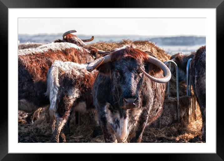 English Longhorn cattle Framed Mounted Print by Linda Cooke