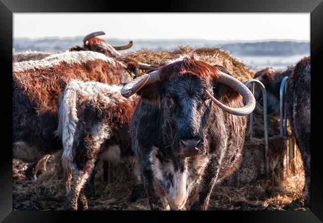 English Longhorn cattle Framed Print by Linda Cooke