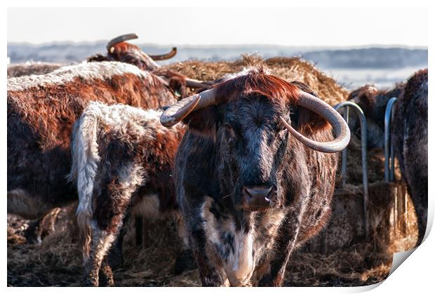 English Longhorn cattle Print by Linda Cooke