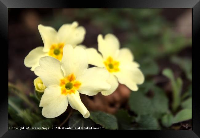 Radiant Springtime Primrose Framed Print by Jeremy Sage