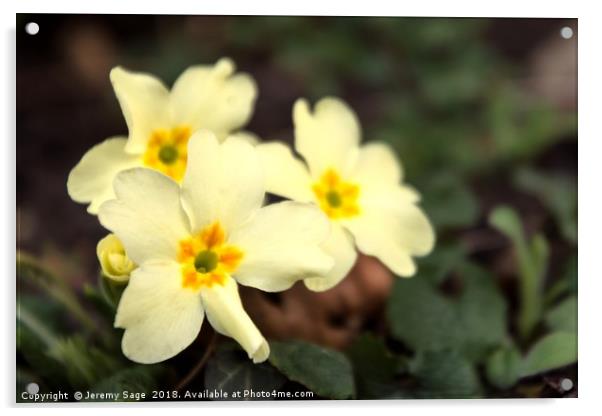 Radiant Springtime Primrose Acrylic by Jeremy Sage