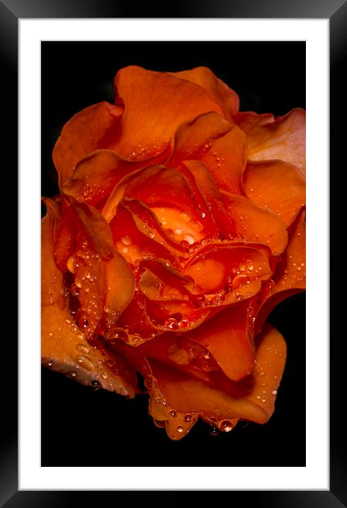Water Droplets on an Orange Rose Framed Mounted Print by Kelly Bailey