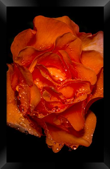 Water Droplets on an Orange Rose Framed Print by Kelly Bailey