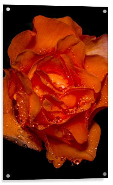 Water Droplets on an Orange Rose Acrylic by Kelly Bailey