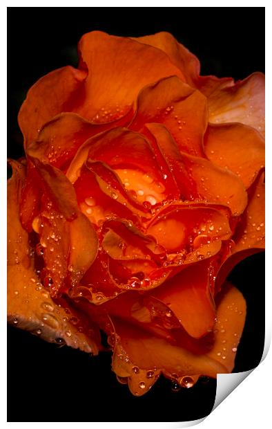 Water Droplets on an Orange Rose Print by Kelly Bailey