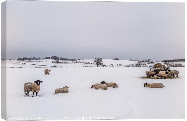 Sheep In The Bleak Mid Winter Canvas Print by Lynne Morris (Lswpp)