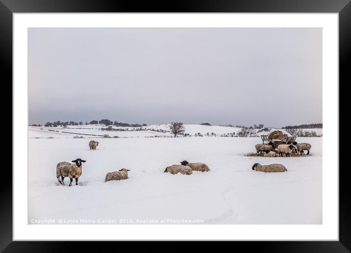 Sheep In The Bleak Mid Winter Framed Mounted Print by Lynne Morris (Lswpp)