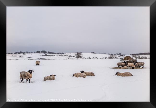 Sheep In The Bleak Mid Winter Framed Print by Lynne Morris (Lswpp)