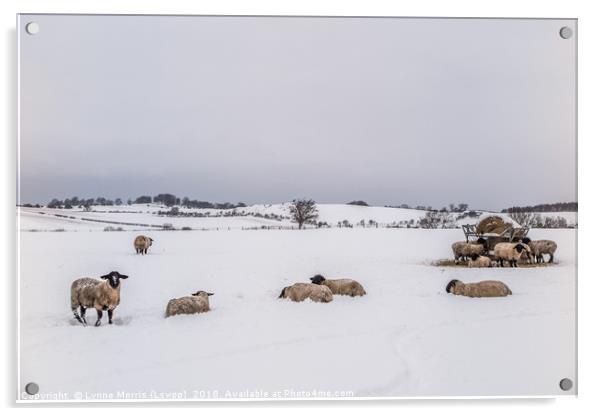Sheep In The Bleak Mid Winter Acrylic by Lynne Morris (Lswpp)