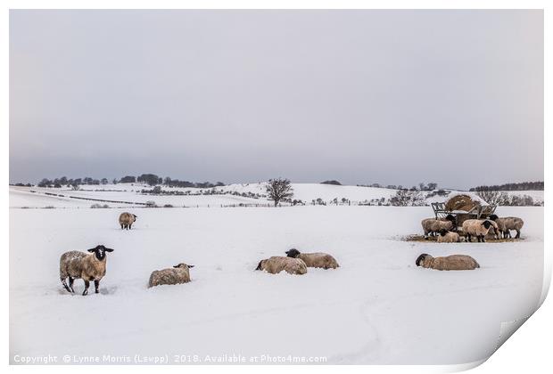 Sheep In The Bleak Mid Winter Print by Lynne Morris (Lswpp)