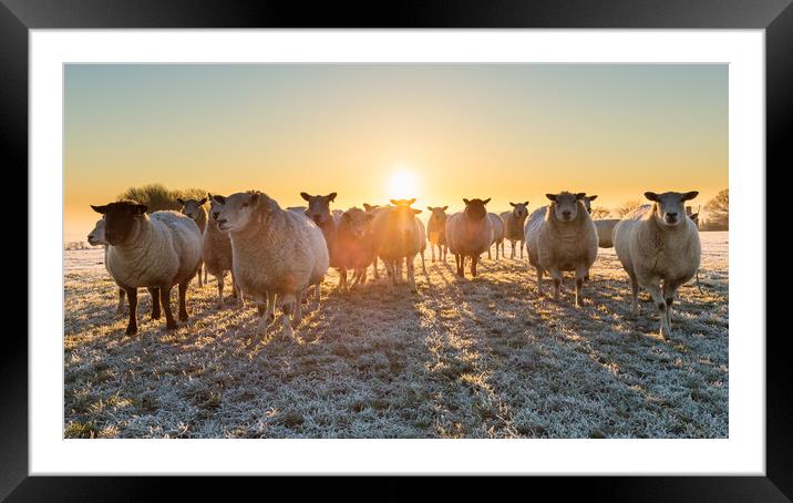 sheep in winter sun Framed Mounted Print by mike morley