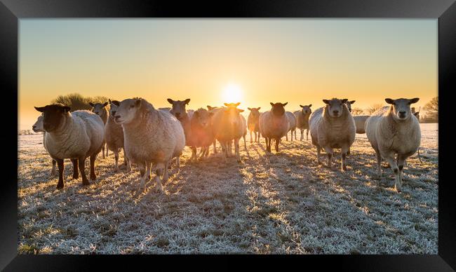 sheep in winter sun Framed Print by mike morley