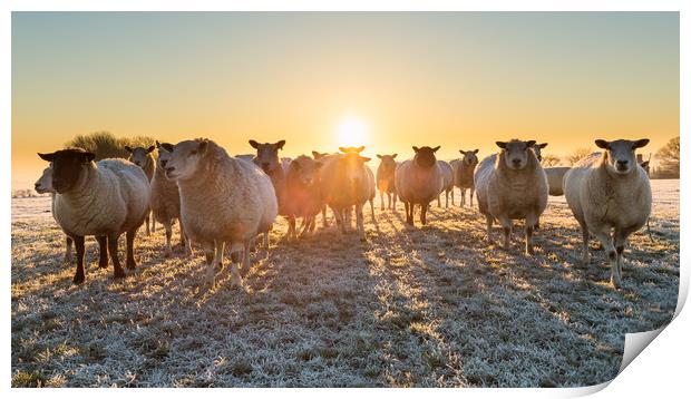 sheep in winter sun Print by mike morley