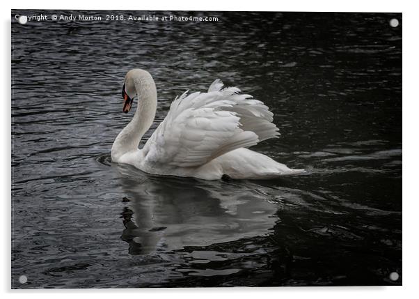 White Swan On The River In Leicester Acrylic by Andy Morton