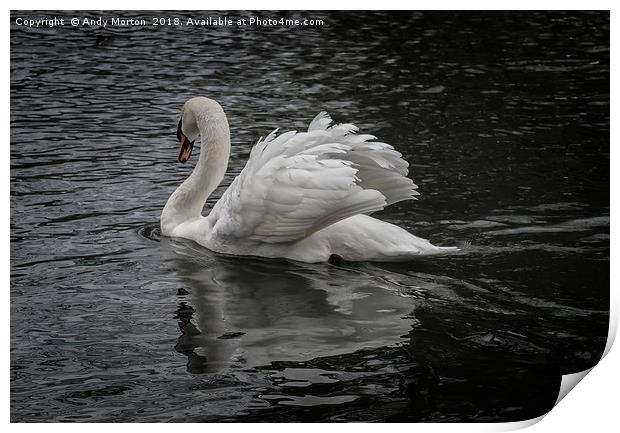 White Swan On The River In Leicester Print by Andy Morton