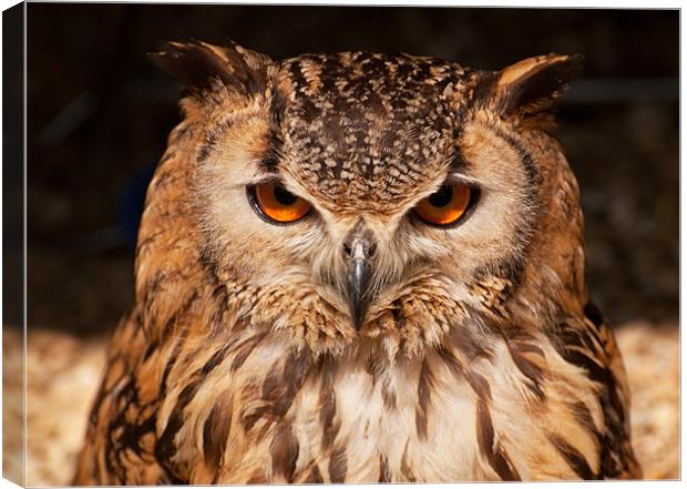 Majestic Bengal Eagle Owl Canvas Print by Chris Thaxter