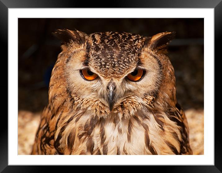 Majestic Bengal Eagle Owl Framed Mounted Print by Chris Thaxter