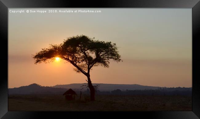 Tree and African hut at sunset Framed Print by Sue Hoppe