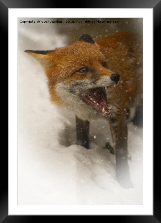 Wild Red Fox In The Snow Framed Mounted Print by rawshutterbug 