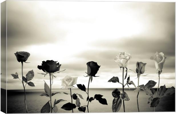 Black roses against sea Canvas Print by Larisa Siverina