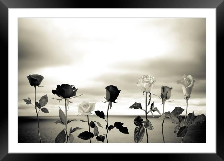Black roses against sea Framed Mounted Print by Larisa Siverina