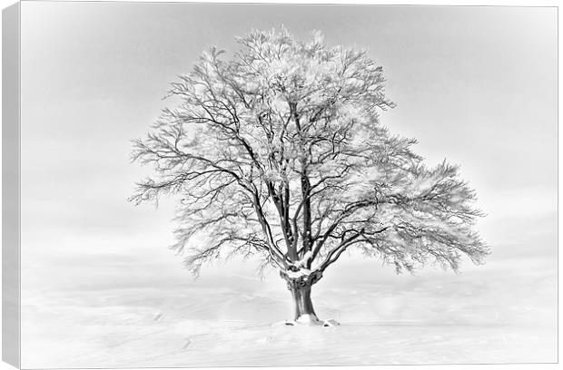 A Cold Tree Canvas Print by Jim kernan