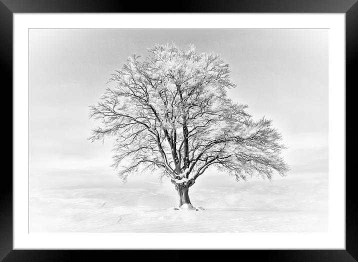 A Cold Tree Framed Mounted Print by Jim kernan