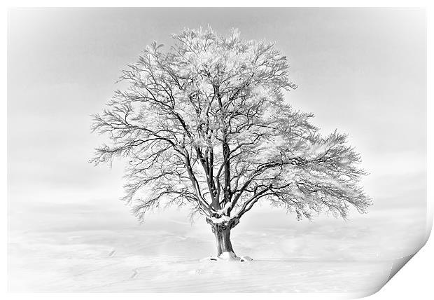 A Cold Tree Print by Jim kernan