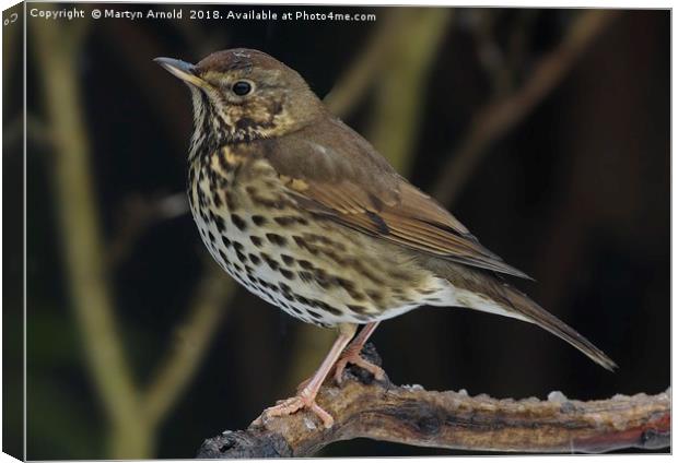 Song Thrush  (Turdus philomelos) Canvas Print by Martyn Arnold