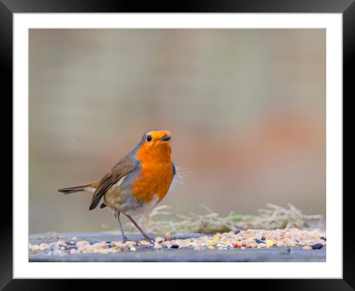 Robin Red breast Framed Mounted Print by Jonathan Thirkell