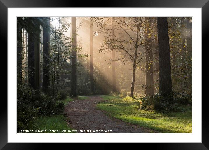 Forest Sunshine   Framed Mounted Print by David Chennell