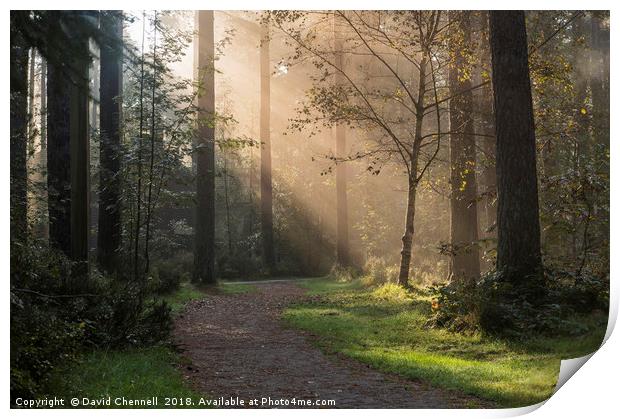 Forest Sunshine   Print by David Chennell