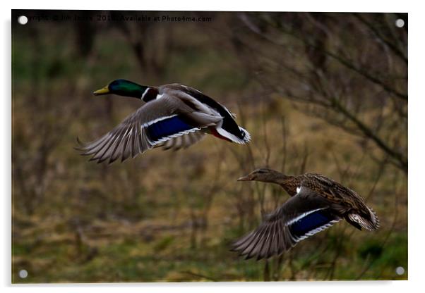 Mallard Ducks in flight Acrylic by Jim Jones