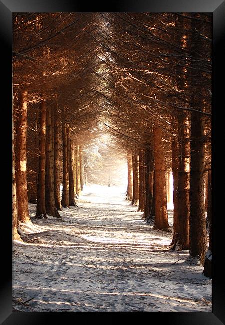A winters Walk Framed Print by Ian Coyle