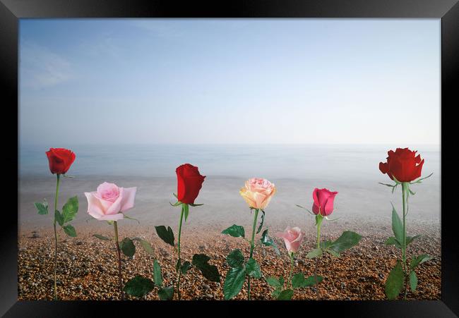Roses against sea Framed Print by Larisa Siverina