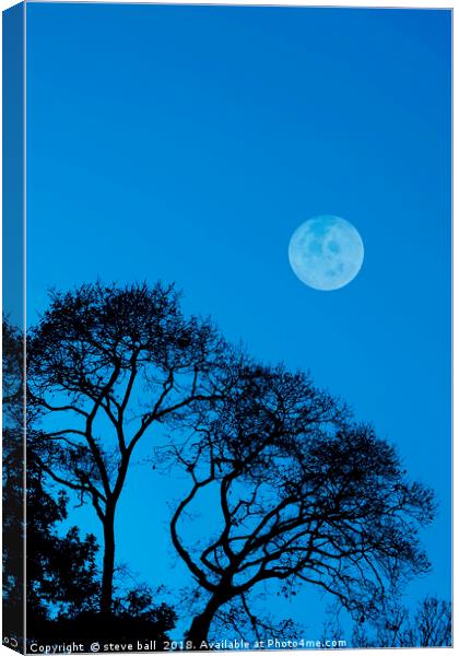 Forest moon Canvas Print by steve ball